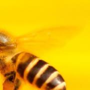 Bandeau abeilles