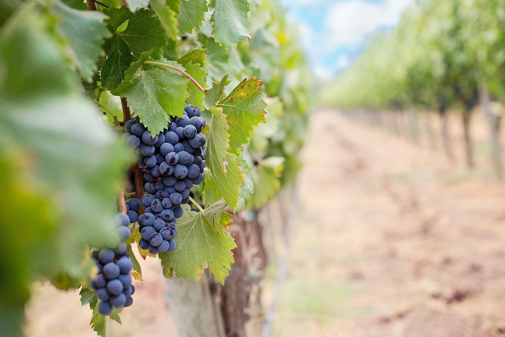 Grapes 1952035 1920