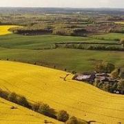 Oilseed rape 5263591 640