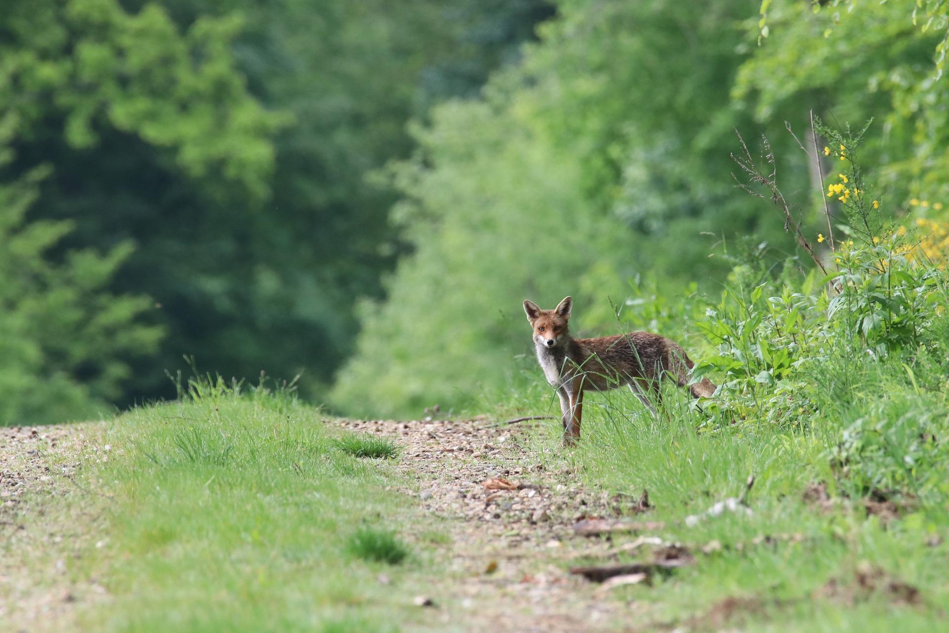 Renard